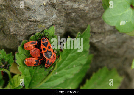 Firebug (Pyrrhocoris apterus) con giovani in giardino di primavera, Alpi svizzere Foto Stock