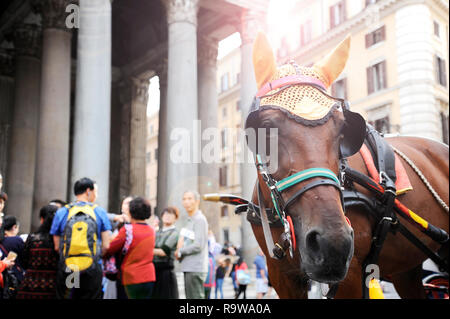 Close-up di un cavallo con il carrello al pantheon di roma, Italia. Foto Stock