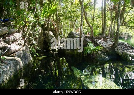 Un naturale aperto cenote in Messico da una molla della metropolitana Foto Stock