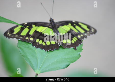 La scarsità di bambù o di pagina dido longwing (Philaethria dido) è una farfalla della famiglia Nymphalidae Der Pracht-Passionsfalter (Philaethria dido) ist e Foto Stock