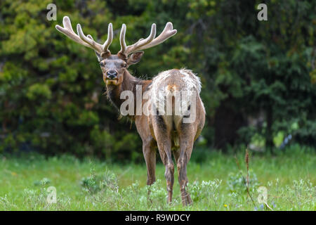 Alce maschio con enormi corna è mangiare erba lungo la strada presso il Parco Nazionale di Yellowstone USA Foto Stock