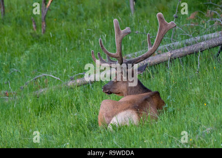 Alce maschio con enormi corna è appoggiata al Parco Nazionale di Yellowstone USA Foto Stock