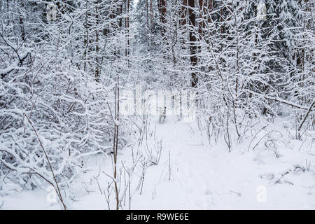 Corre dalmata in inverno bella foresta con un sacco di rametti sottili coperto di neve. Foto Stock