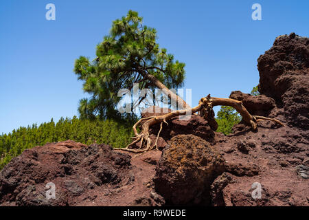 Lonely Canarian pine (Pinus canariensis) sulle scogliere di campi di lava del vulcano Teide. Punto di vista - Mirador de los Poleos. Tenerife. Isole Canarie Foto Stock