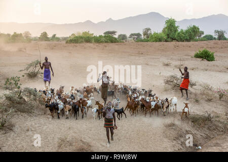 Kara tribù pastorizia caprina da Dus villaggio della valle dell'Omo, Etiopia Foto Stock