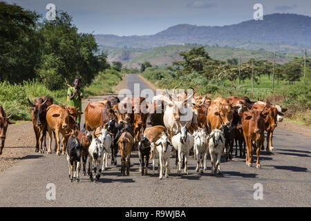 Allevamento dei bovini su strade di Arba Minch, Etiopia Foto Stock