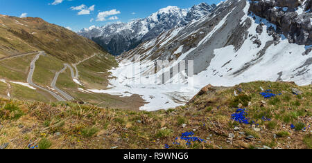 Fiori blu nella parte anteriore e in estate il Passo dello Stelvio con la neve sul versante della montagna e la strada a serpentina (Italia). Foto Stock