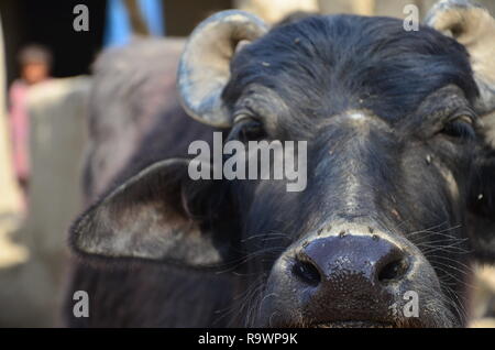 Un bufalo indiano di acqua nelle zone rurali del Sindh, Pakistan. Foto Stock