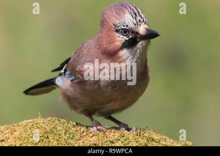 JAY (Garrulus glandarius) su un ceppo di albero, UK. Foto Stock