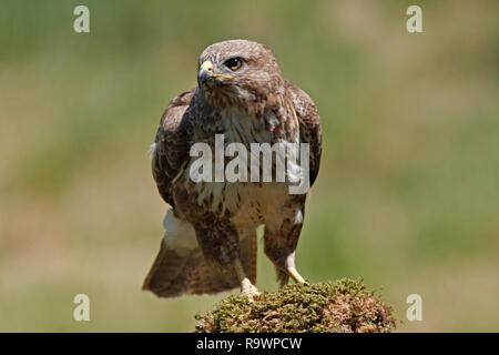 Comune Poiana (Buteo buteo) su un moncone, UK. Foto Stock