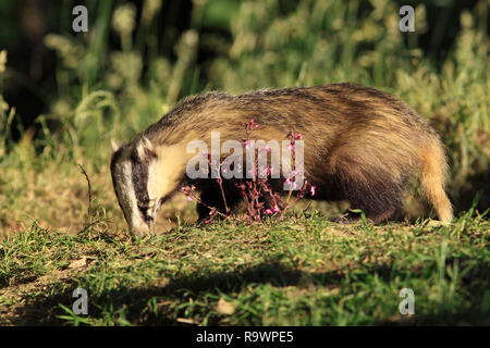 Tasso (Meles meles) foraggio sul bordo della sua imp, UK. Foto Stock