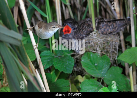 Trillo REED (Acrocephalus scirpaceus) con il cuculo parassita in background, UK. Foto Stock