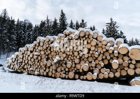 Legni di abete tagliati e accatastati sul bordo di una foresta in inverno nella regione Trentino Alto Adige, Italia Foto Stock