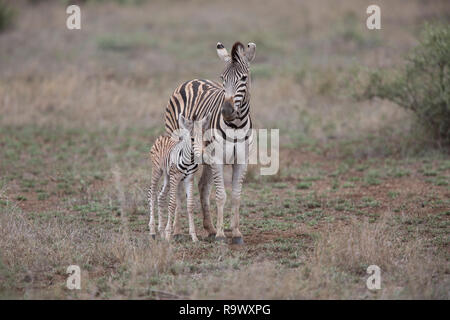 Zebra la madre e il bambino al Parco Nazionale di Kruger, Sud Africa Foto Stock