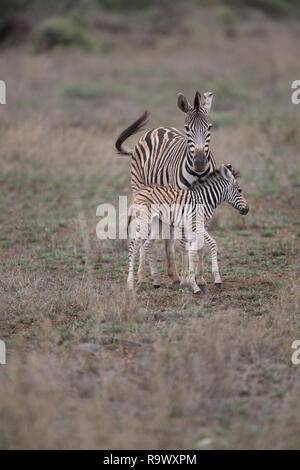 Zebra la madre e il bambino al Parco Nazionale di Kruger, Sud Africa Foto Stock