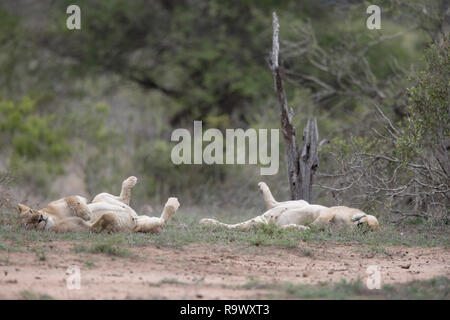 Leonessa a cercare riparo dal calore, Kruger National Park, Sud Africa Foto Stock