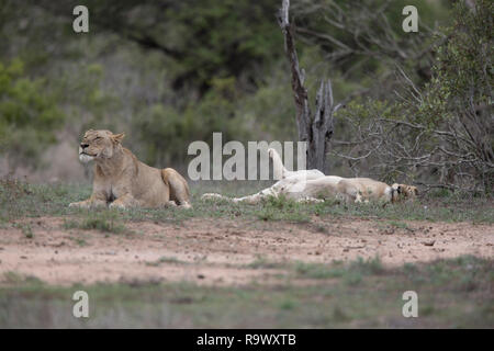 Leonessa a cercare riparo dal calore, Kruger National Park, Sud Africa Foto Stock