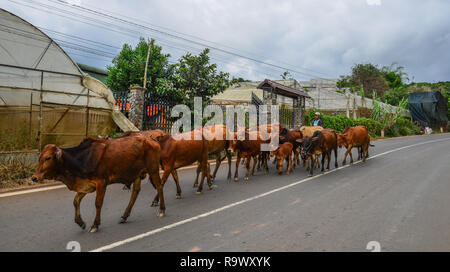 Dalat, Vietnam - Nov 12, 2018. Gruppo di mucca sono a piedi sulla strada. Dalat si trova a 1.500 m sopra il livello del mare nella regione degli altopiani. Foto Stock