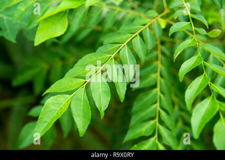 Foglie di curry impianto ad albero close up Foto Stock