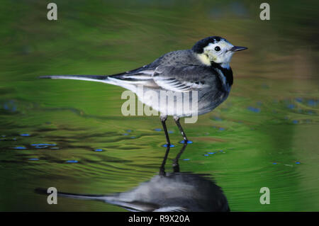 Adulto pied wagtail alimentando in acque poco profonde. Dorset, Regno Unito Gennaio Foto Stock