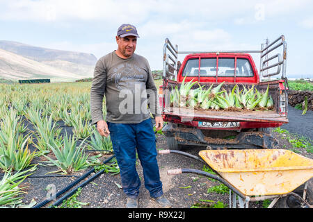 Lanzarote, Isole Canarie, Spagna - 16 DIC 2018: imprenditore nel campo di raccolta organico fresco Aloe foglie. Foto Stock