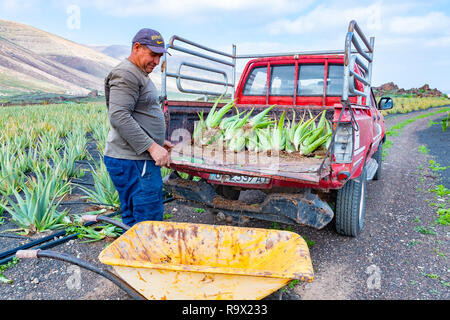 Lanzarote, Isole Canarie, Spagna - 16 DIC 2018: imprenditore nel campo di raccolta organico fresco Aloe foglie. Foto Stock