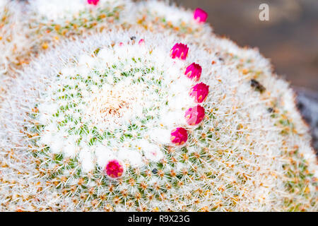 Viola di close-up di fiori di cactus giardino di cactus, Lanzarote, Isole Canarie, Spagna. Foto Stock