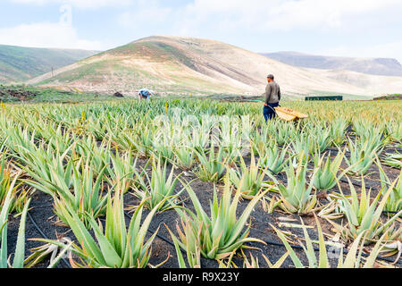 Lanzarote, Isole Canarie, Spagna - 16 DIC 2018: imprenditore nel campo di raccolta organico fresco Aloe foglie. Foto Stock