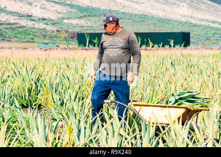 Lanzarote, Isole Canarie, Spagna - 16 DIC 2018: imprenditore nel campo di raccolta organico fresco Aloe foglie. Foto Stock