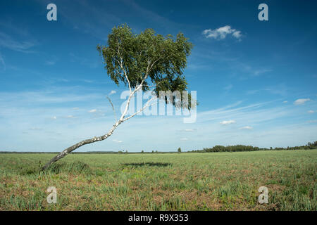 Inclinate betulla nel prato e cielo blu Foto Stock