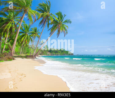 Spiaggia e noce di cocco albero plm, Langob beach, Malapascua island, Cebu Foto Stock