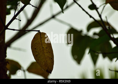 Vista di una foglia secca appeso con un ramo Foto Stock