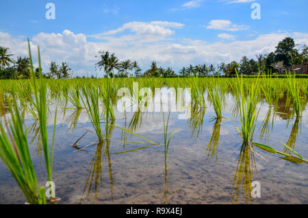 Ricefields nell'area di Ubud a Bali Indonesia Foto Stock