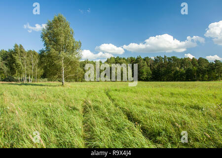 Le tracce delle ruote su un prato verde, betulla e foresta, nuvole bianche sul cielo blu Foto Stock