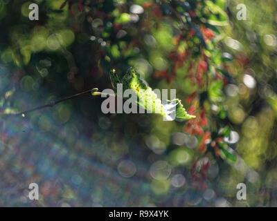 Le bacche di Crespino in autunno in giardino, Russia Foto Stock