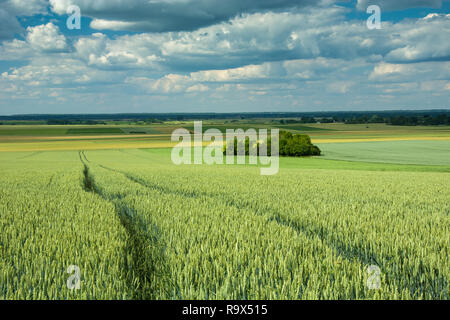 Le vie di grano, Grove e cielo molto nuvoloso Foto Stock