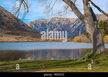 Il lago di Pearson / Moana Rua Wildlife Refuge, Isola del Sud, Nuova Zelanda Foto Stock