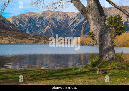 Il lago di Pearson / Moana Rua Wildlife Refuge, Isola del Sud, Nuova Zelanda Foto Stock