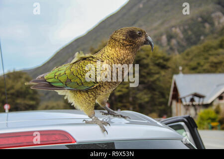Kea pappagallo seduto sulla parte superiore della vettura in Arthur's Pass village, Canterbury, Nuova Zelanda Foto Stock