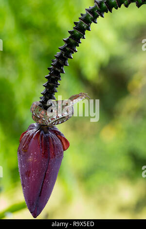 Spotted pitviper ciglia snake in Arenal, Costa Rica Foto Stock