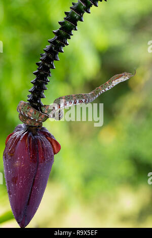 Spotted pitviper ciglia snake in Arenal, Costa Rica Foto Stock