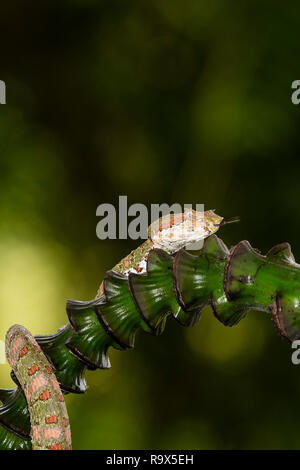 Spotted pitviper ciglia snake in Arenal, Costa Rica Foto Stock