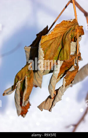 Appassiti foglie di acero close-up su sfondo sfocato durante l'inverno. Dual foto iso. Foto Stock