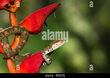 Spotted pitviper ciglia snake in Arenal, Costa Rica Foto Stock