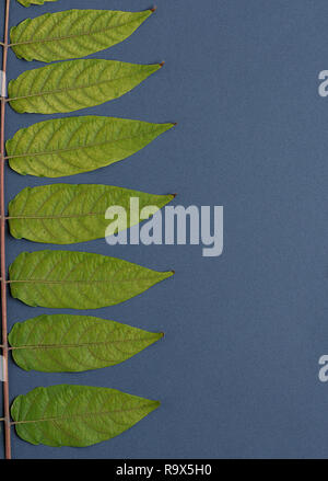 Ramo di albero Ailanthus altissima con foglie di giallo su sfondo nero, sfondo astratto, spazio di copia Foto Stock