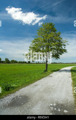 Albero solitario accanto alla strada di ghiaia, i trend con orizzonte di riferimento e una nuvola in cielo blu Foto Stock