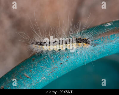 Closeup shaggy hairy caterpillar colori nero e giallo sul vivace sfondo blu. luce diurna esterna immagine estiva Foto Stock