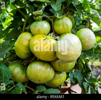 Un grande grappolo di pomodori verdi maturano sulla boccola Foto Stock