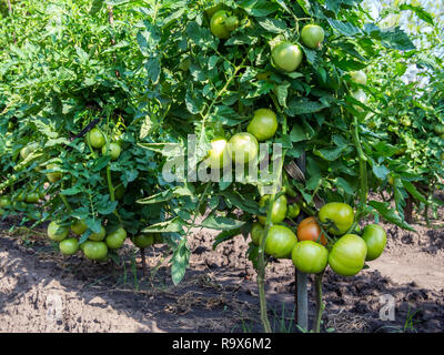 Cluster di pomodori di maturazione in grandi cespugli di pomodoro Foto Stock