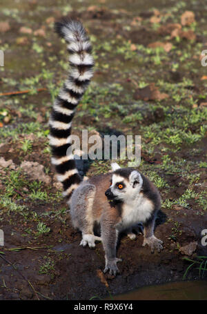 Ritratto di anello lemure codato, (Lemur catta), Maki, Madagascar Foto Stock